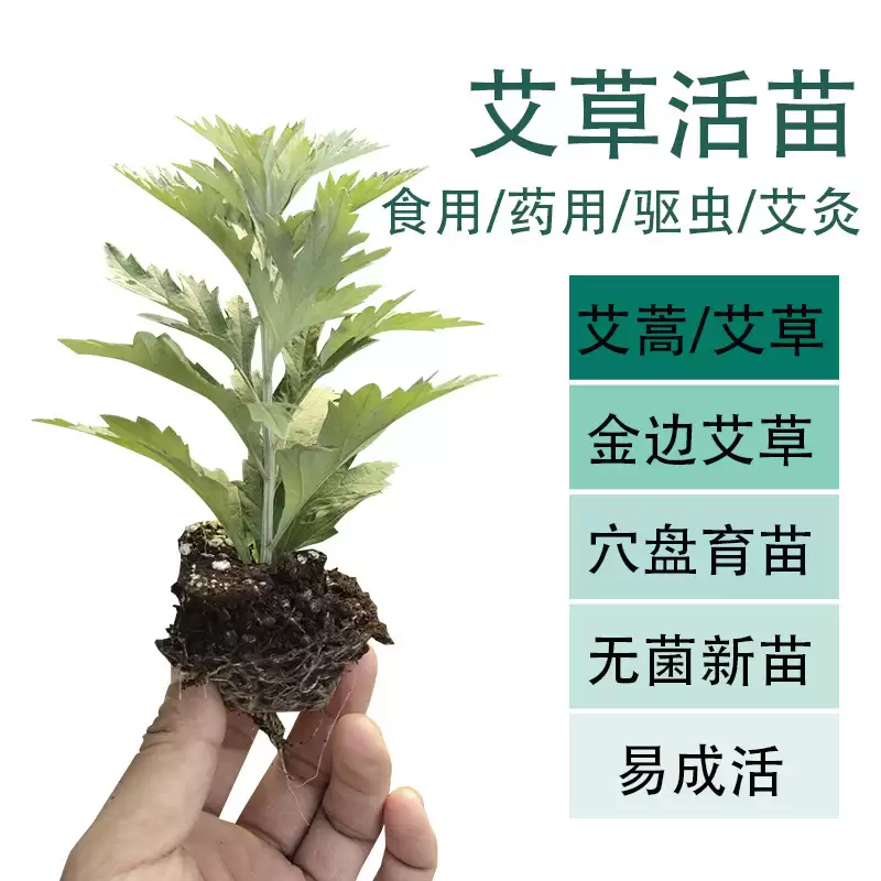 图片[2]-艾叶种植的具体方法 (艾叶怎样进行种植)?-会东网
