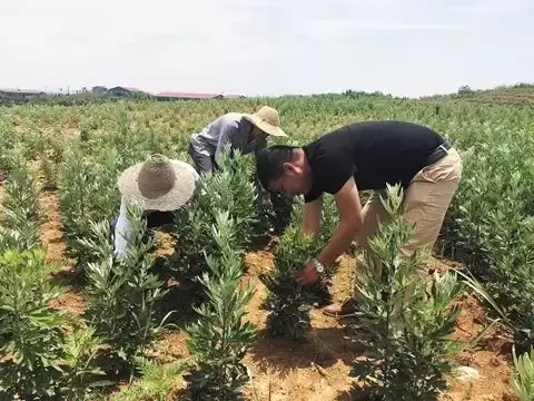 图片[4]-艾叶种植的具体方法 (艾叶怎样进行种植)?-会东网