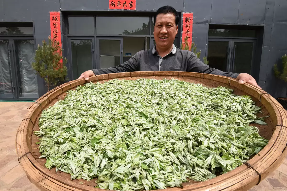 图片[7]-艾叶种植的具体方法 (艾叶怎样进行种植)?-会东网