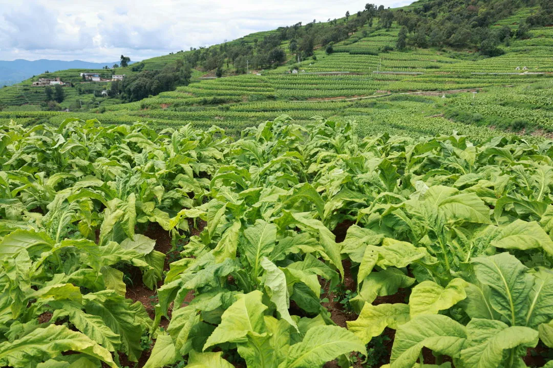 会东县烟叶丰收季:烟农抢抓时节忙采收,技术指导助力增效增收插图5 会东县烟叶丰收季:烟农抢抓时节忙采收,技术指导助力增效增收插图5