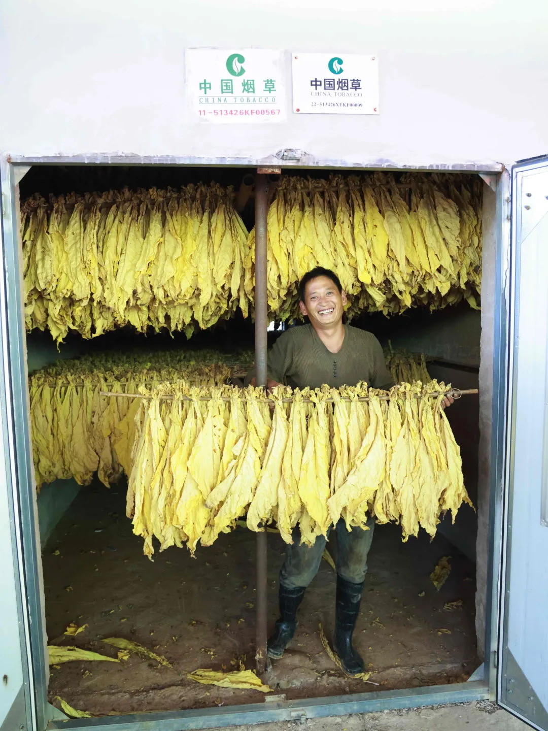 会东县烟叶丰收季:烟农抢抓时节忙采收,技术指导助力增效增收插图2 会东县烟叶丰收季:烟农抢抓时节忙采收,技术指导助力增效增收插图2