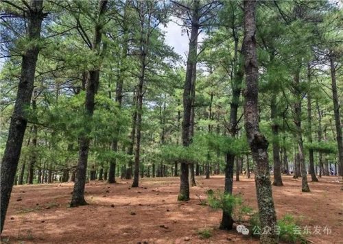 会东林业高质量发展：生态与经济双赢的绿色之路插图1
