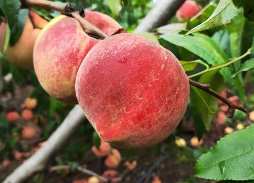 姜州镇云香村蜜桃丰收，特色产业助力乡村振兴插图3