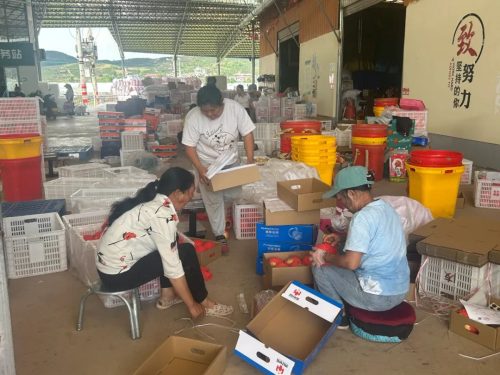 姜州镇电商赋能农业：软籽石榴热销全国，乡村振兴路越走越宽插图