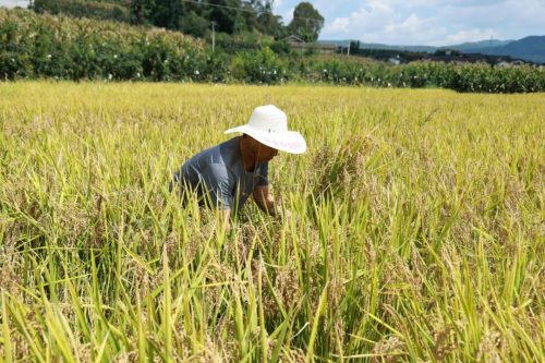 姜州镇水稻测产促丰收，科学决策保粮食安全插图1