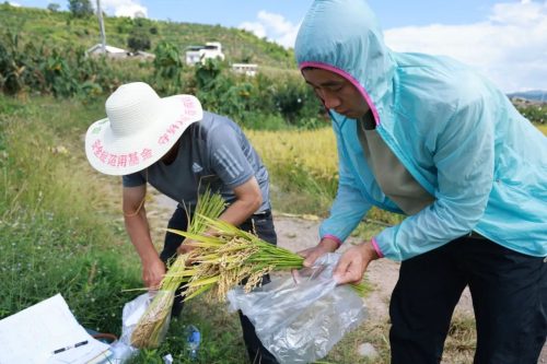 姜州镇水稻测产促丰收，科学决策保粮食安全插图2