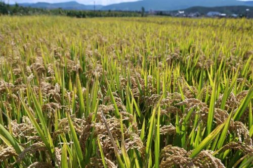 姜州镇水稻测产助力粮食安全,新品种试种显成效-会东网