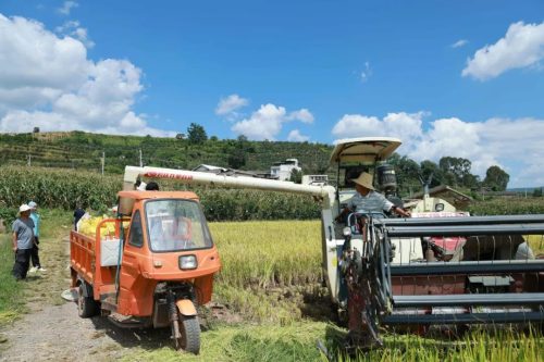 姜州镇水稻测产助力粮食安全，新品种试种显成效插图4