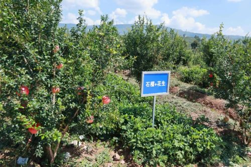 会东携手凉山农科院共建科技农业，探索乡村振兴新路径插图3