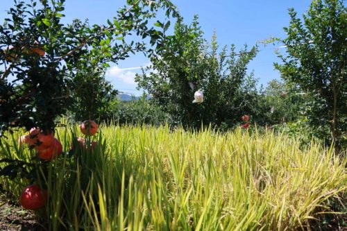 会东携手凉山农科院共建科技农业，探索乡村振兴新路径插图4