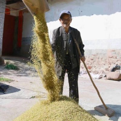 姜州镇秋收正忙:机械化助力稻谷丰收,确保粮食安全-会东网