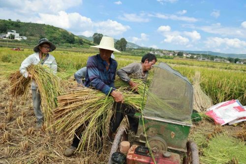 姜州镇秋收正忙:机械化助力稻谷丰收,确保粮食安全插图2 姜州镇秋收正忙:机械化助力稻谷丰收,确保粮食安全插图2