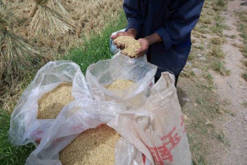 姜州镇秋收正忙:机械化助力稻谷丰收,确保粮食安全插图1 姜州镇秋收正忙:机械化助力稻谷丰收,确保粮食安全插图1