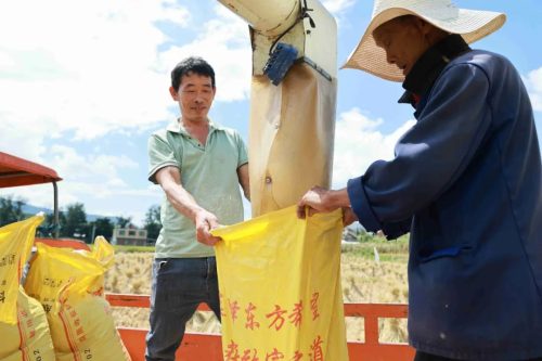 姜州镇秋收正忙:机械化助力稻谷丰收,确保粮食安全插图4 姜州镇秋收正忙:机械化助力稻谷丰收,确保粮食安全插图4