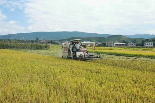 姜州镇秋收正忙:机械化助力稻谷丰收,确保粮食安全插图3 姜州镇秋收正忙:机械化助力稻谷丰收,确保粮食安全插图3