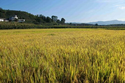 姜州镇秋收正忙:机械化助力稻谷丰收,确保粮食安全插图5 姜州镇秋收正忙:机械化助力稻谷丰收,确保粮食安全插图5