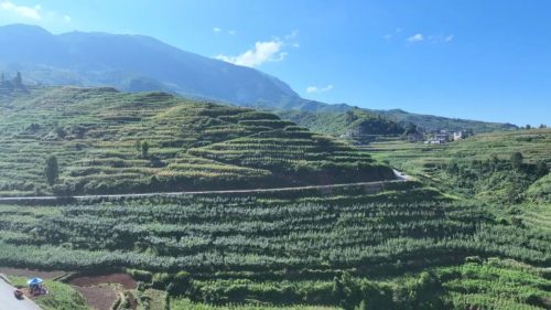 嘎吉镇田坝村蜜桃丰收：朱洪刚的40亩桃园喜迎丰收季，助力乡村振兴-会东网