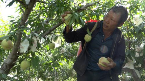 嘎吉镇田坝村蜜桃丰收：朱洪刚的40亩桃园喜迎丰收季，助力乡村振兴插图1