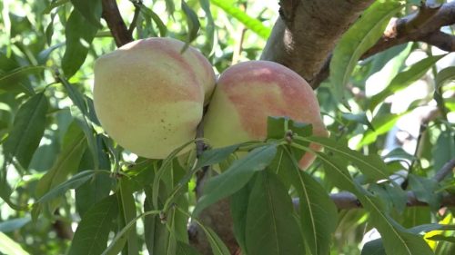 嘎吉镇田坝村蜜桃丰收：朱洪刚的40亩桃园喜迎丰收季，助力乡村振兴插图3