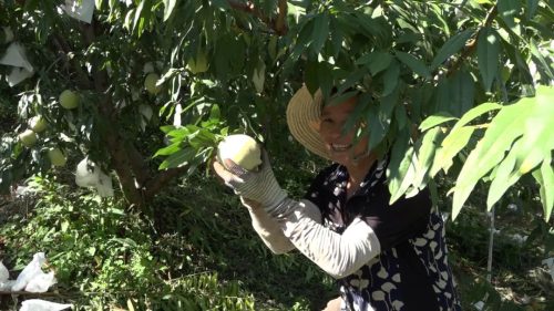 嘎吉镇田坝村蜜桃丰收：朱洪刚的40亩桃园喜迎丰收季，助力乡村振兴插图2