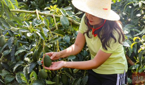 会东牛油果产业崛起:从进口依赖到本土丰产的绿色转型与乡村振兴新篇章插图1 会东牛油果产业崛起:从进口依赖到本土丰产的绿色转型与乡村振兴新篇章插图1
