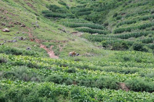 会东县烟叶园区启用山地“小火车”,助力烟农减负增效-会东网
