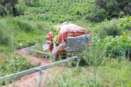 会东县烟叶园区启用山地“小火车”，助力烟农减负增效插图2