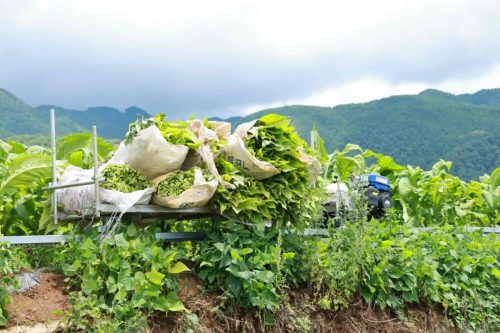 会东县烟叶园区启用山地“小火车”，助力烟农减负增效插图1
