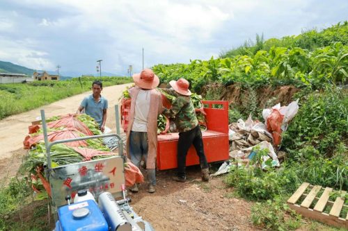 会东县烟叶园区启用山地“小火车”，助力烟农减负增效插图3