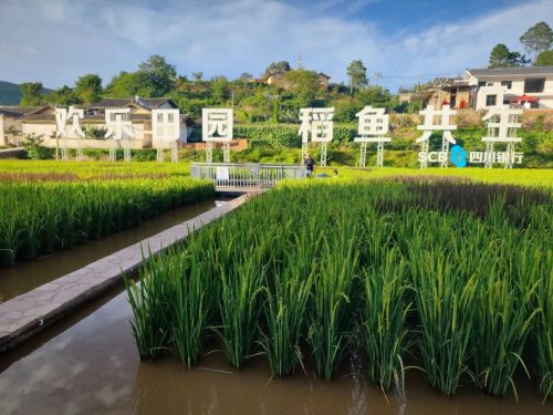 姜州镇中和村:“稻鱼共生”探索富民新路径,党建引领乡村振兴显成效-会东网