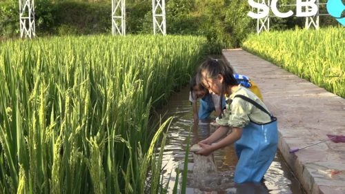 姜州镇中和村:“稻鱼共生”探索富民新路径,党建引领乡村振兴显成效插图1 姜州镇中和村:“稻鱼共生”探索富民新路径,党建引领乡村振兴显成效插图1