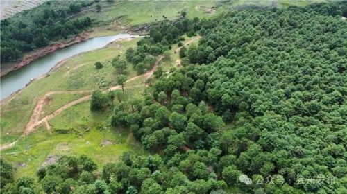 马头山景区：会东避暑新宠，森林康养的天堂插图2