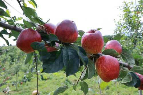 金秋马头山苹果飘香,采摘乐趣吸引八方游客共赏乡村之美-会东网