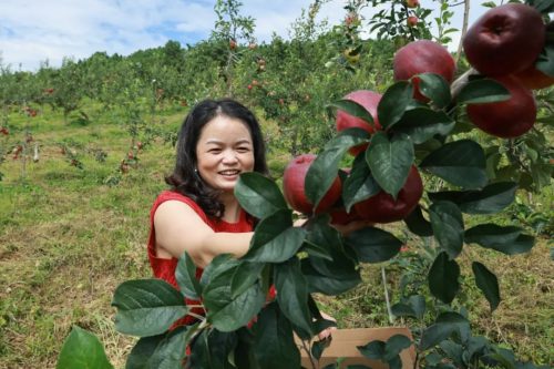 金秋马头山苹果飘香,采摘乐趣吸引八方游客共赏乡村之美插图1 金秋马头山苹果飘香,采摘乐趣吸引八方游客共赏乡村之美插图1
