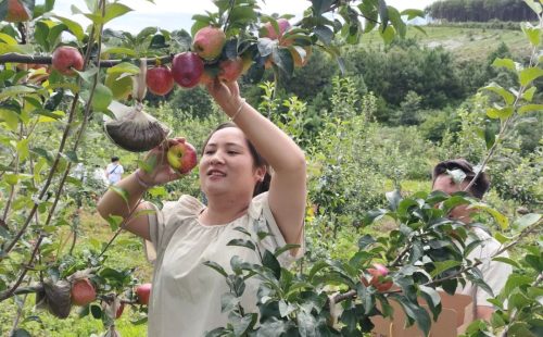 金秋马头山苹果飘香,采摘乐趣吸引八方游客共赏乡村之美插图2 金秋马头山苹果飘香,采摘乐趣吸引八方游客共赏乡村之美插图2