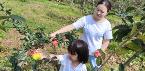 金秋马头山苹果飘香,采摘乐趣吸引八方游客共赏乡村之美插图3 金秋马头山苹果飘香,采摘乐趣吸引八方游客共赏乡村之美插图3