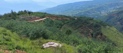 铁柳镇青花椒丰收,特色产业助力乡村振兴-会东网