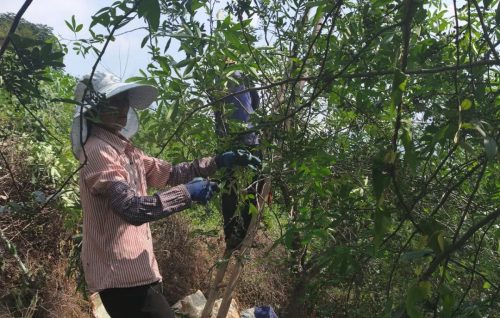 铁柳镇青花椒丰收，特色产业助力乡村振兴插图1