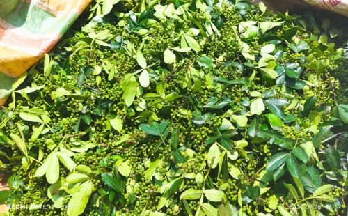 铁柳镇青花椒丰收，特色产业助力乡村振兴插图4