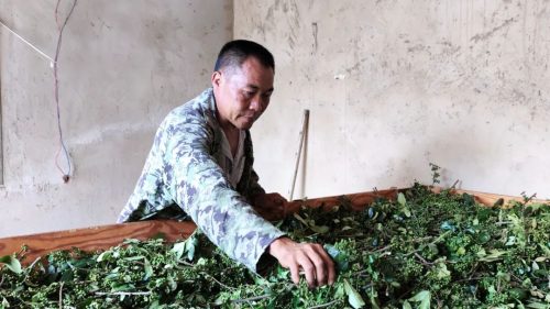 铁柳镇青花椒丰收，特色产业助力乡村振兴插图5