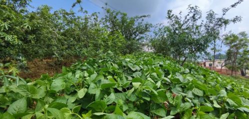 铁柳镇青花椒丰收，特色产业助力乡村振兴插图6