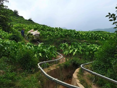 会东县“小火车”助力烟叶运输,山地单轨运输机引领农业现代化新篇章-会东网