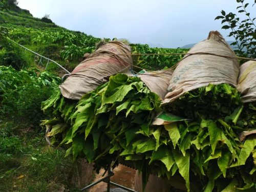 会东县“小火车”助力烟叶运输,山地单轨运输机引领农业现代化新篇章插图1 会东县“小火车”助力烟叶运输,山地单轨运输机引领农业现代化新篇章插图1