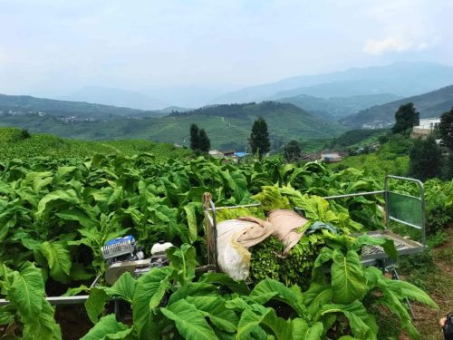 会东县“小火车”助力烟叶运输,山地单轨运输机引领农业现代化新篇章插图3 会东县“小火车”助力烟叶运输,山地单轨运输机引领农业现代化新篇章插图3