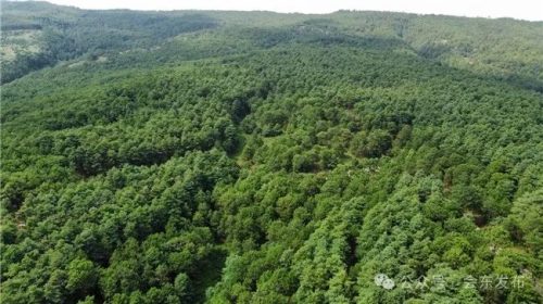 会东林业高质量发展：生态与经济双赢的绿色之路-会东网