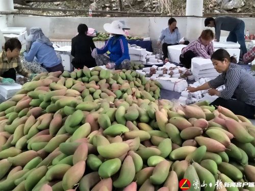 凉山特色产业蓬勃发展:芒果与马铃薯引领农民致富路-会东网
