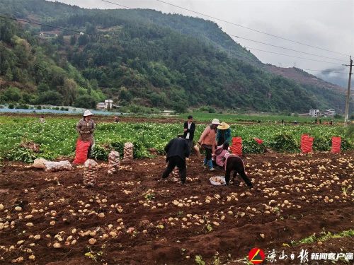 凉山特色产业蓬勃发展:芒果与马铃薯引领农民致富路插图1 凉山特色产业蓬勃发展:芒果与马铃薯引领农民致富路插图1