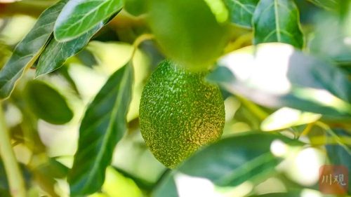 会东牛油果产业崛起：本土种植打破进口依赖，乡村振兴新引擎-会东网