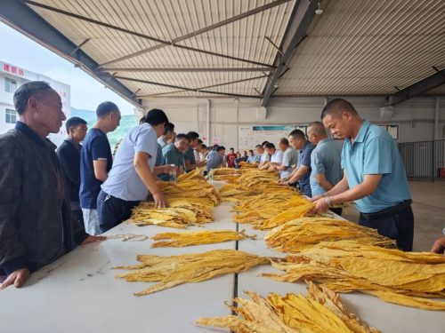 会东县全力推进烤烟专业化初分培训，保障2024年烟叶收购质量-会东网