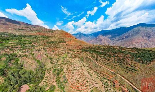 会东牛油果产业崛起：本土种植打破进口依赖，乡村振兴新引擎插图